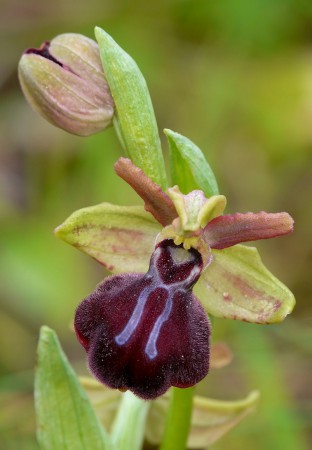 Ophrys lojaconoiXOphrys sipontensis